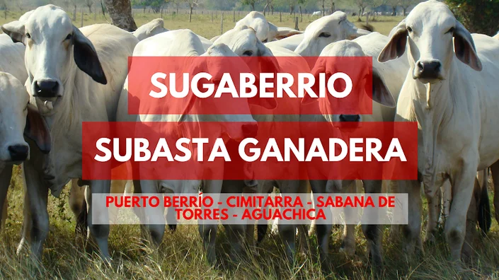 SUGABERRIO