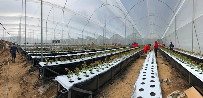 AGRICOLA EL REDIL SAS