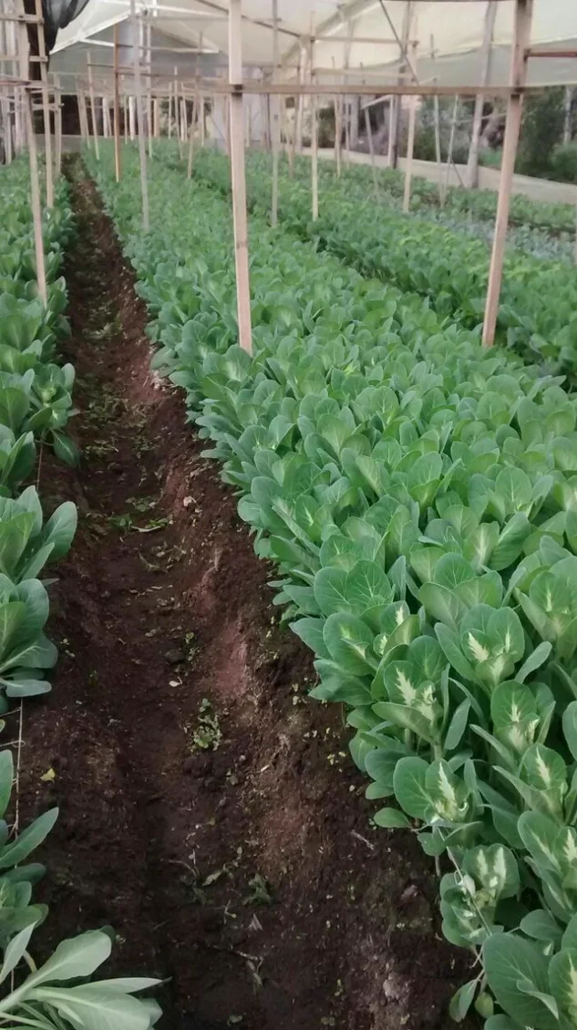 Agricola La Carolina