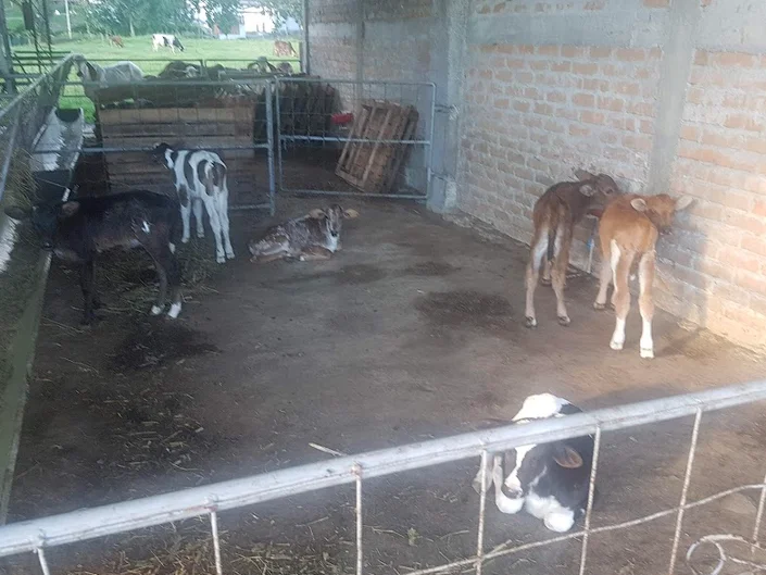 Agropecuaria El Diamante