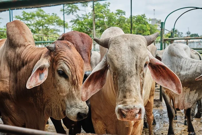 AGROPECUARIA SANTACRUZ – MALAMBO