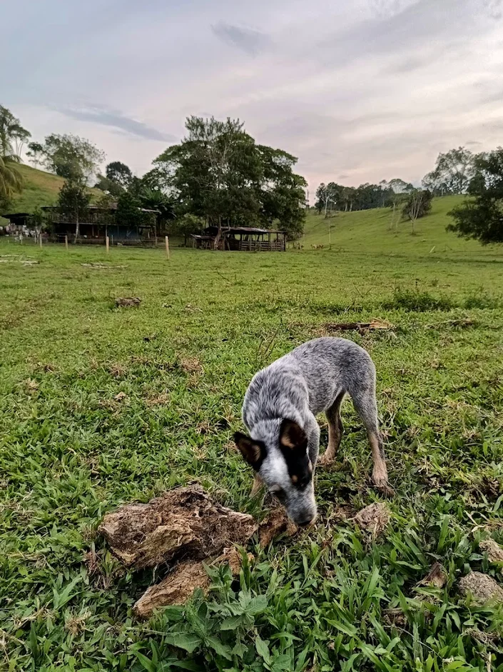 Agroveterinaria la Llanura del Sur