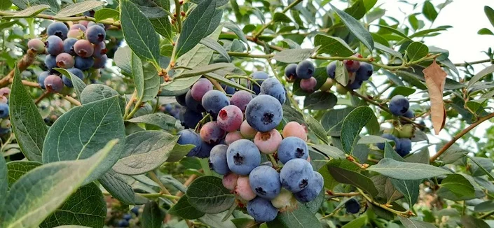 Bio Crop Insumos Agrícolas