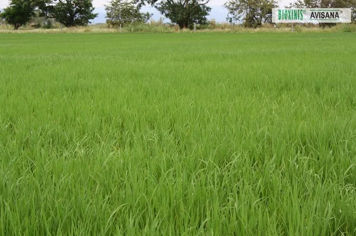 BIOAGROINSUMOS S.A.S