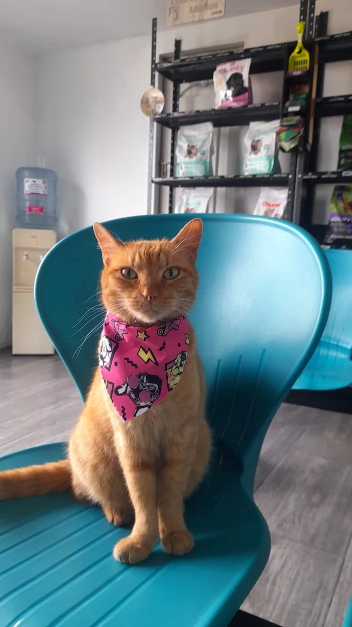 Clínica veterinaria CEVEP veterinaria 24 horas – en dosquebradas