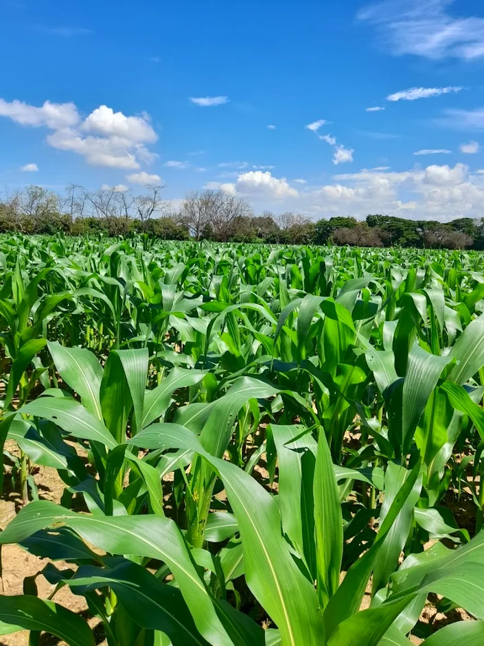 Coagro huila