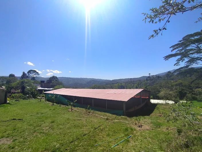 Codornices Boyacá