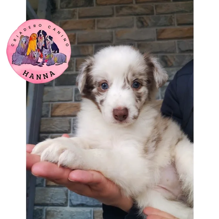Criadero Canino Hanna