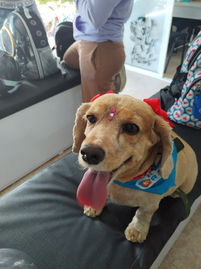 El Granjero Clínica Veterinaria 24 horas