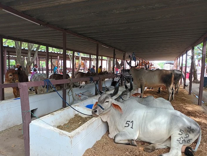 Feria Ganadera de Valledupar