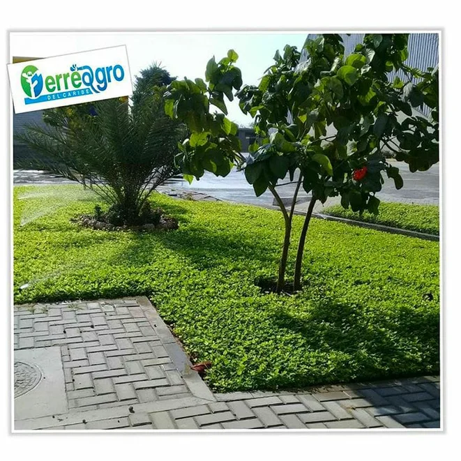 FerreAgro del Caribe SAS