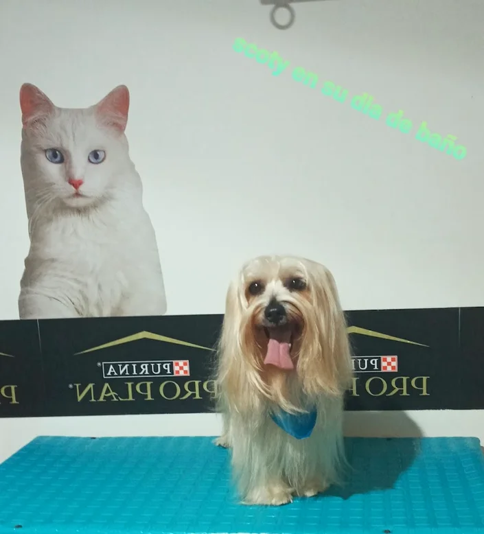 JDS Mascotas