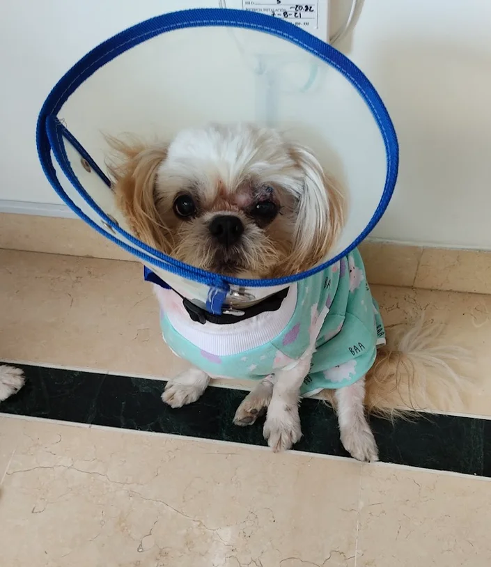 Mascovet