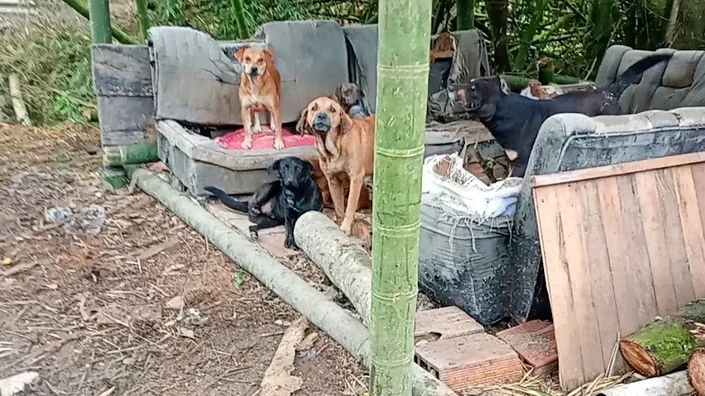 Refugio de Animales Santa Marta Pitalito