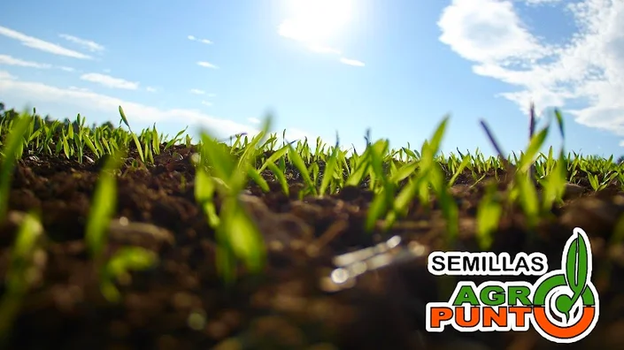 Semillas Agropunto