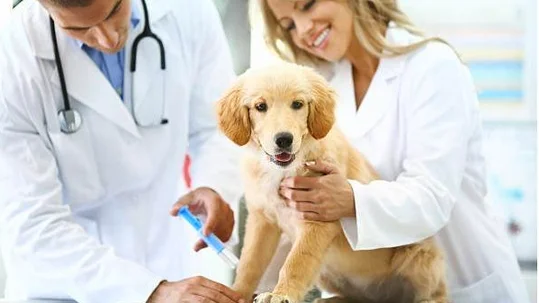 Veterinaria Animal City