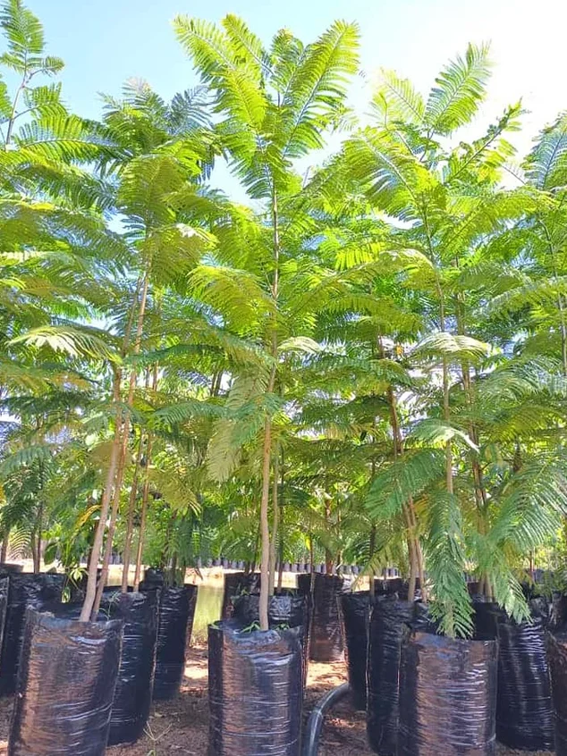 VIVERO LAS CAMELIAS SAS