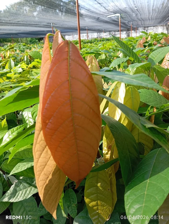 Vivero Los Cacaos